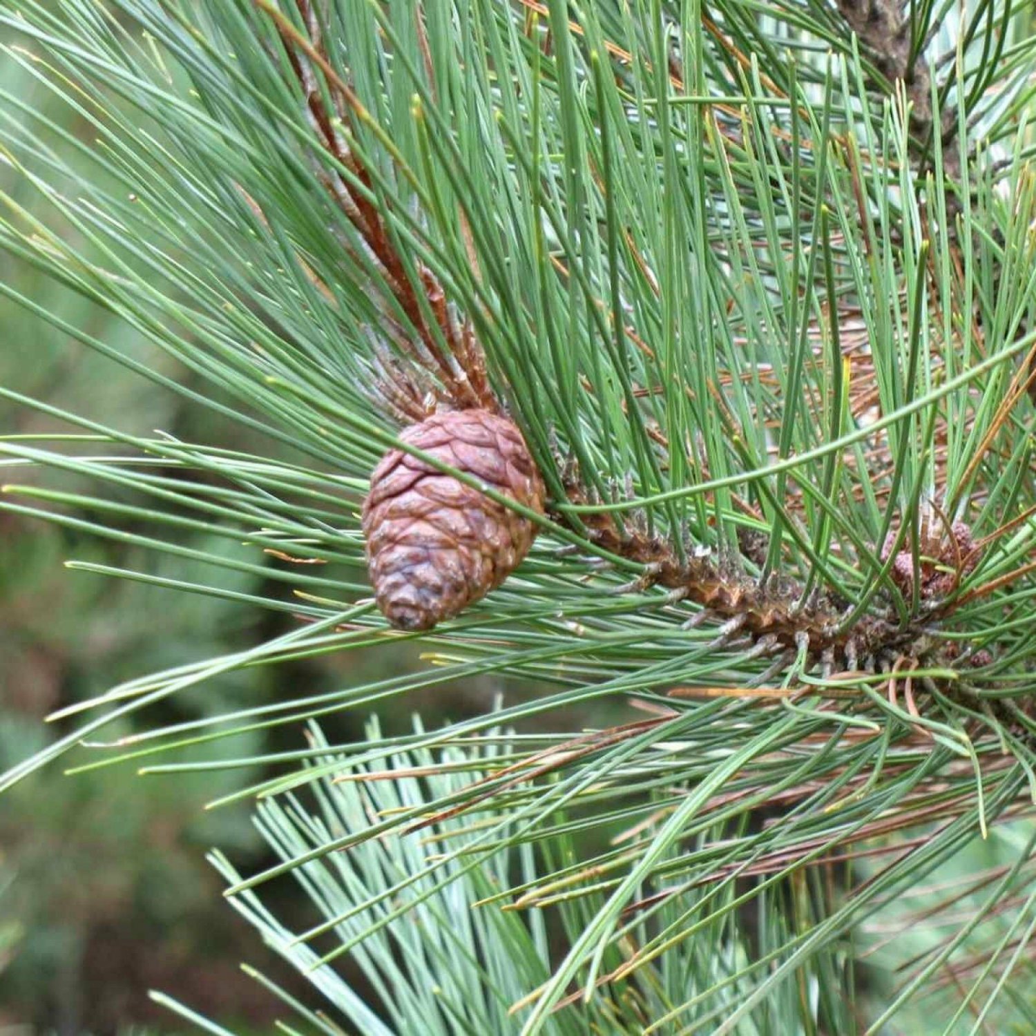 Red Pine Pinus Resinosa 10 Seeds