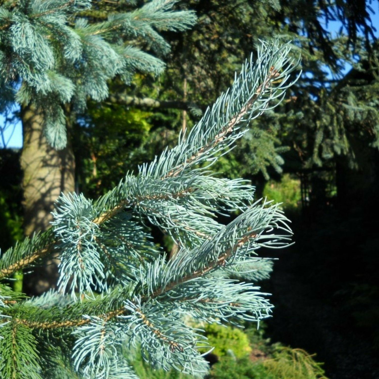 MOUNTAIN SPRUCE Picea Engelmannii - 50 SEEDS