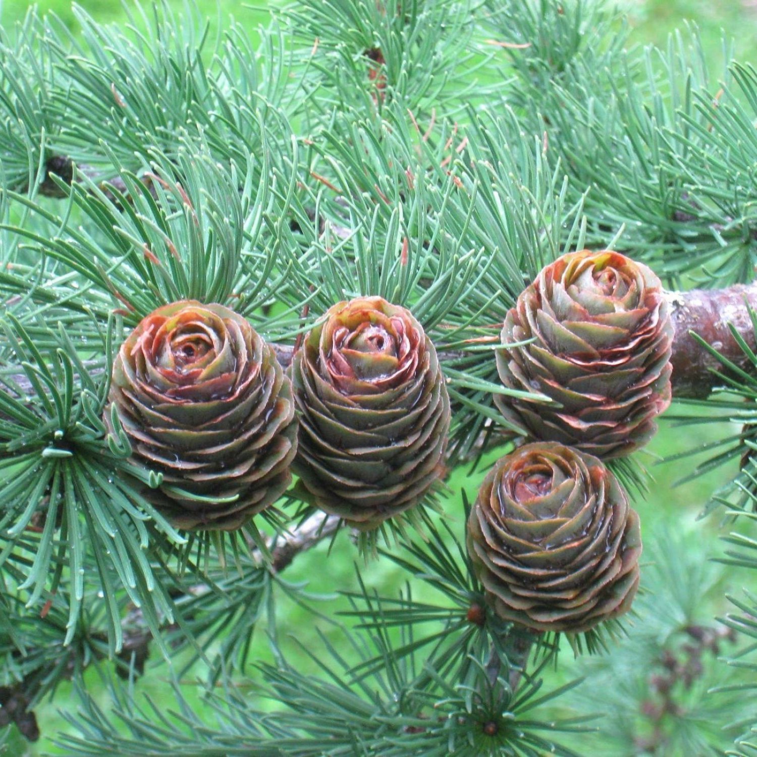 JAPANESE LARCH Larix Kaempferi Leptolepis - 30 SEEDS