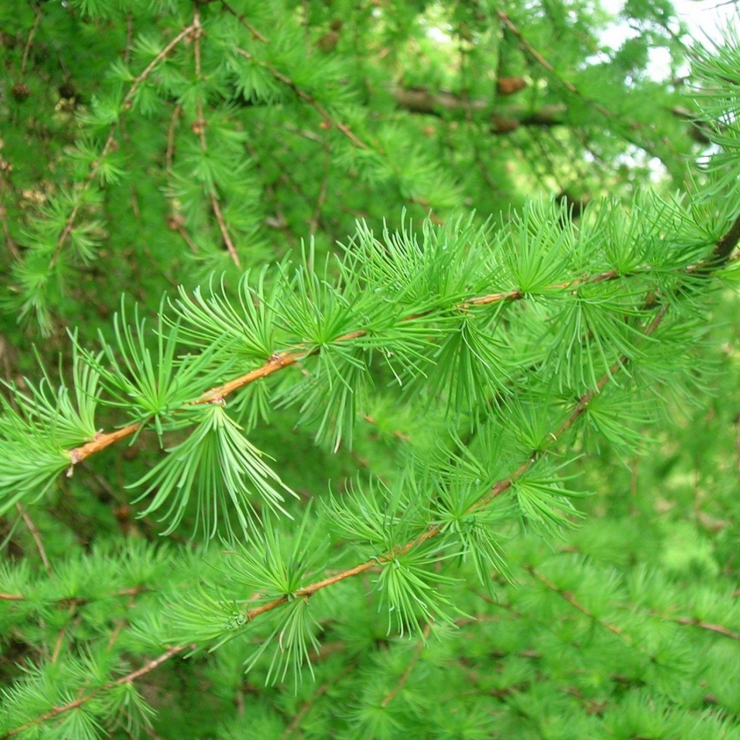 JAPANESE LARCH Larix Kaempferi Leptolepis - 30 SEEDS