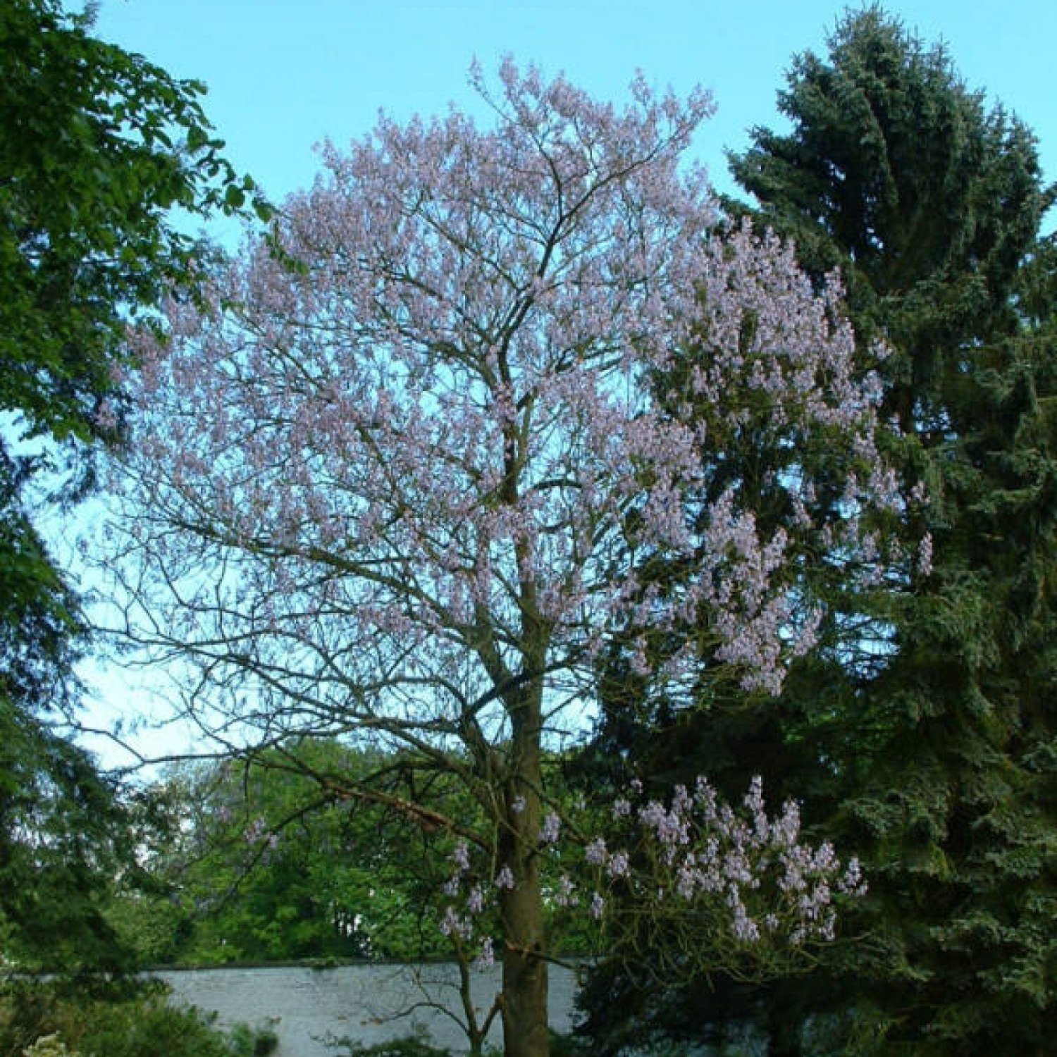 Paulownia