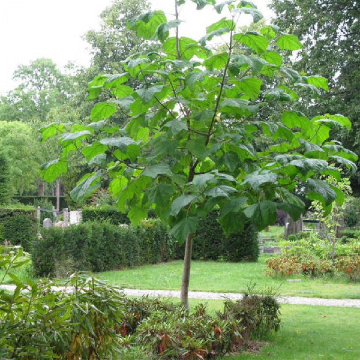 Paulownia catalpifolia