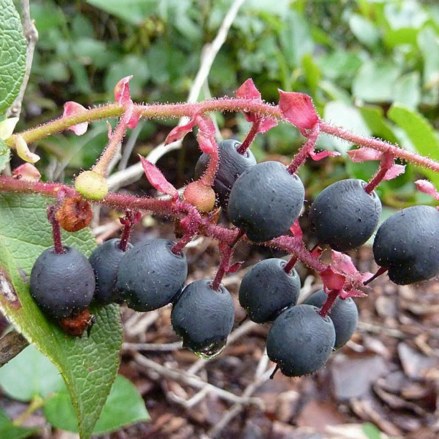 Salal Lemon Leaf Gaultheria Shallon 25 Seeds