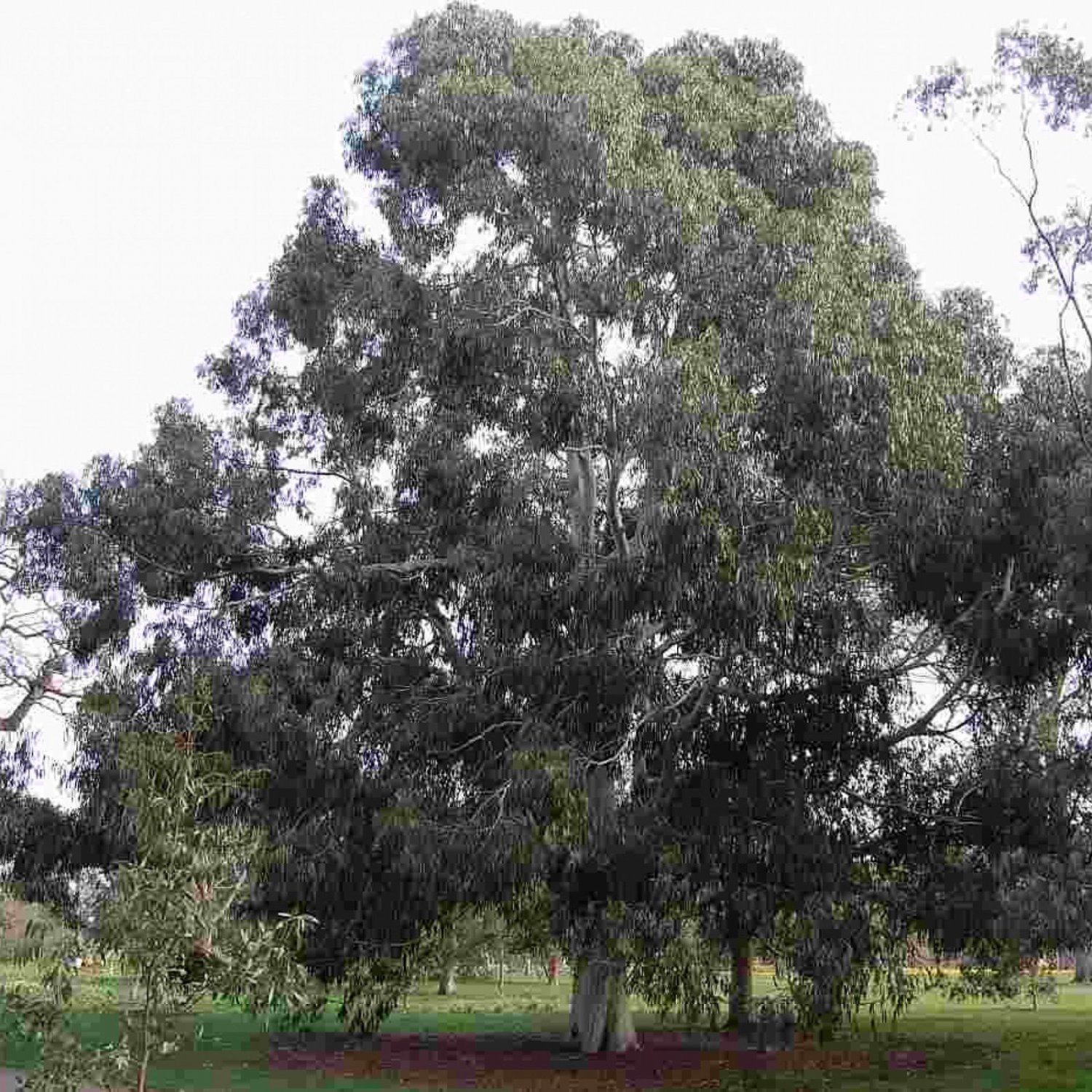 Eucalyptus viminalis Labill