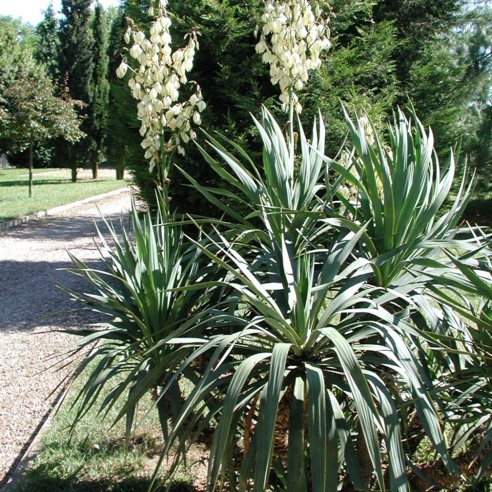 ADAM'S NEEDLE Yucca Filamentosa - 30 SEEDS