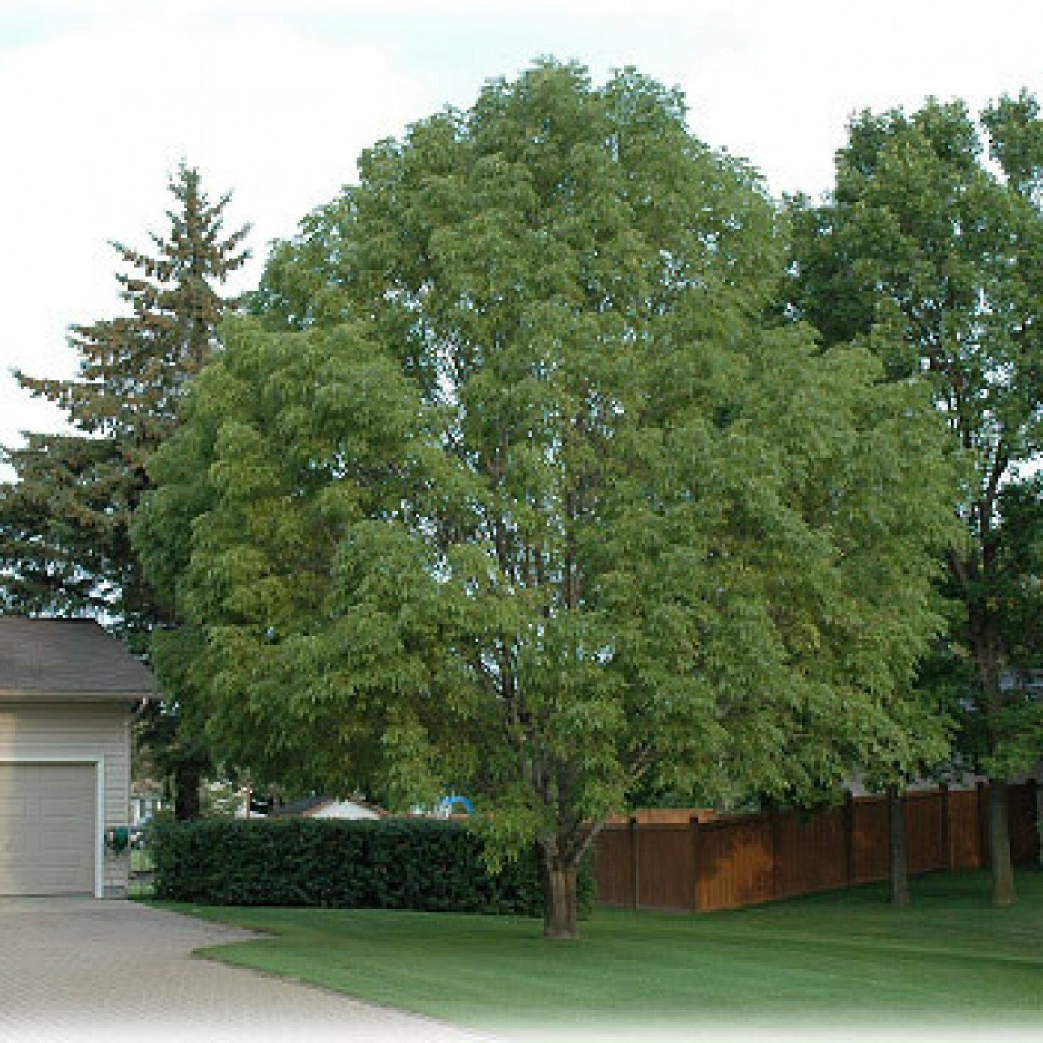 MANCHURIAN ASH Fraxinus Mandshurica - 20 SEEDS