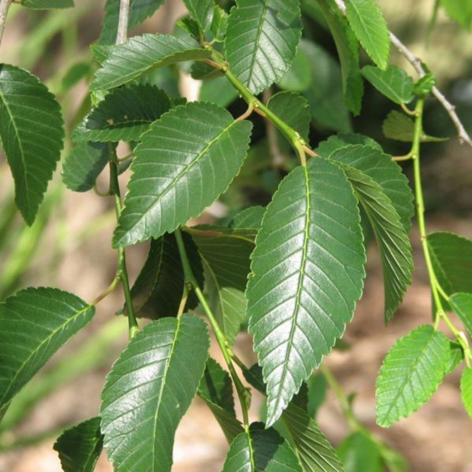 SIBERIAN ELM Ulmus Pumila 100 SEEDS