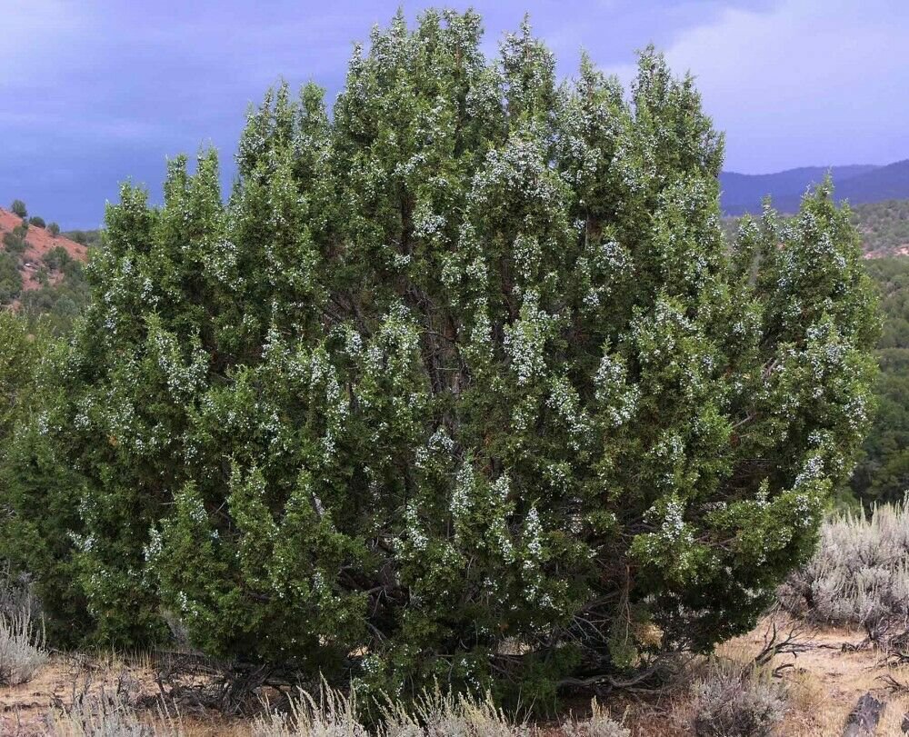 Juniper Seed