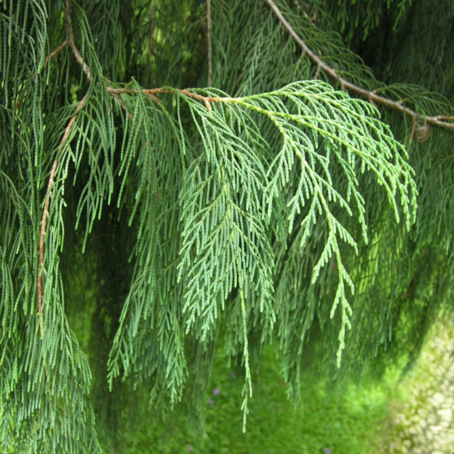 Кипарис Плакучий Cupressus Funebris