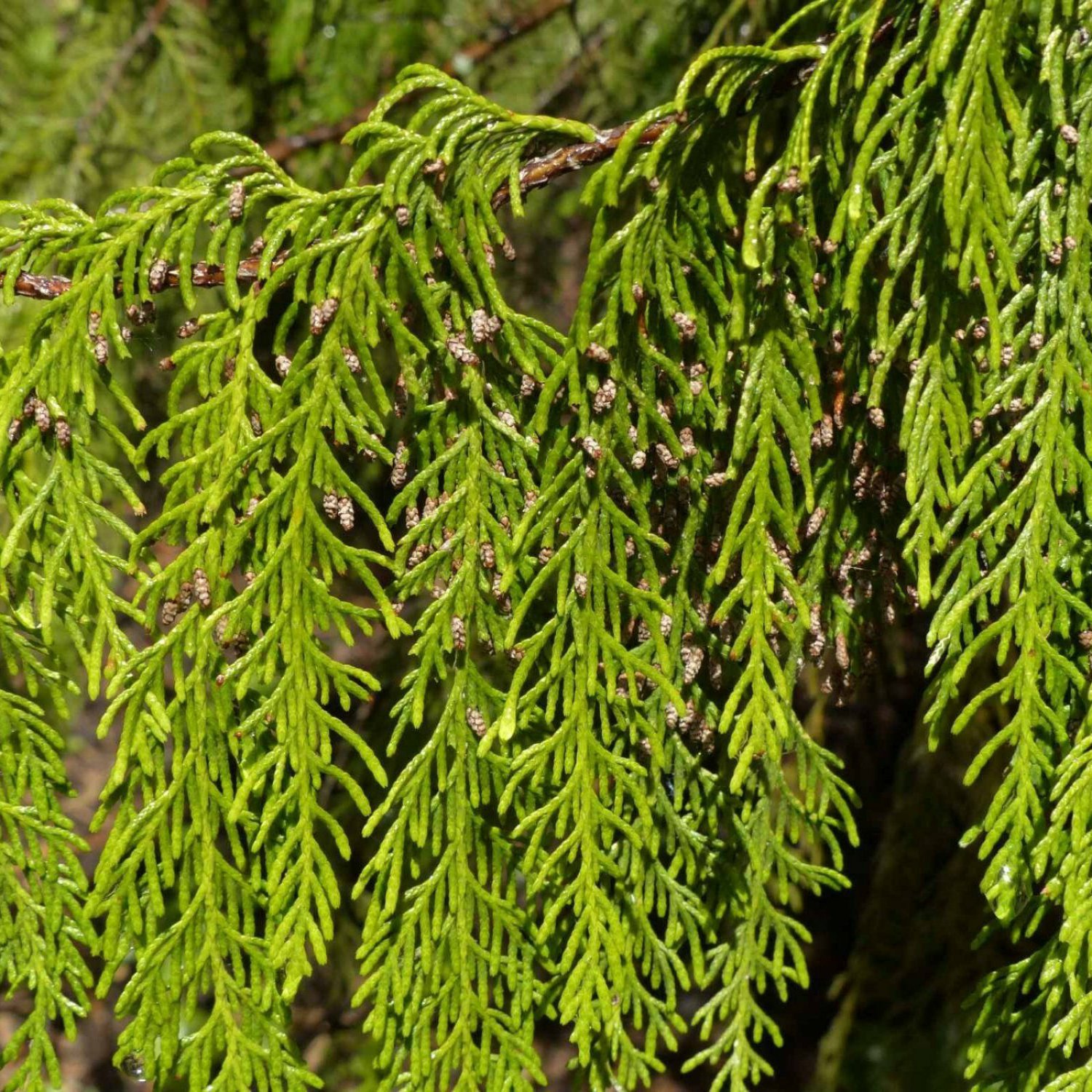 HIMALAYAN CYPRESS Cupressus Torulosa - 25 SEEDS