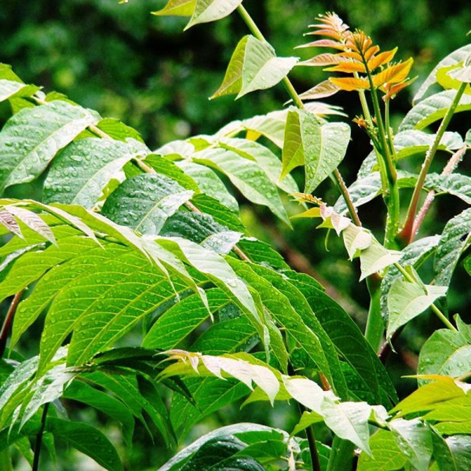 TREE OF HEAVEN Ailanthus Altissima 40 SEEDS