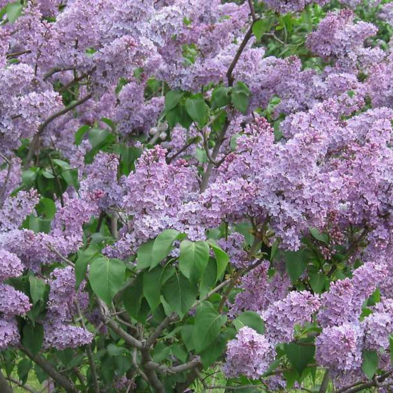 LILAC Syringa Vulgaris - 30 SEEDS