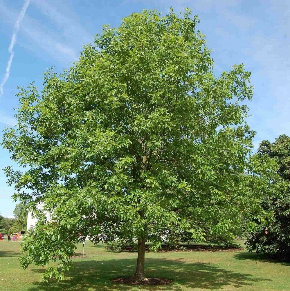 GREEN ASH Fraxinus Pennsylvanica - 20 SEEDS