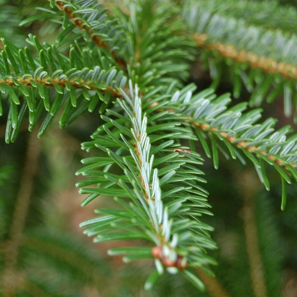 FABER FIR Abies Fabri - 10 SEEDS