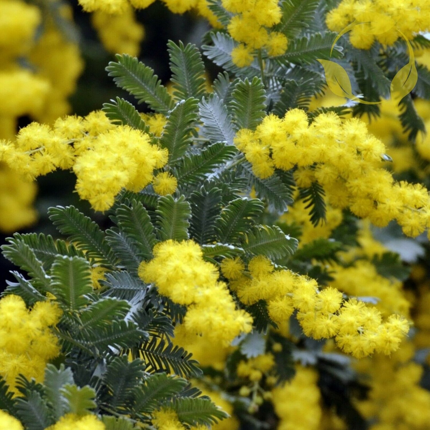 Акация Бейли Acacia baileyana