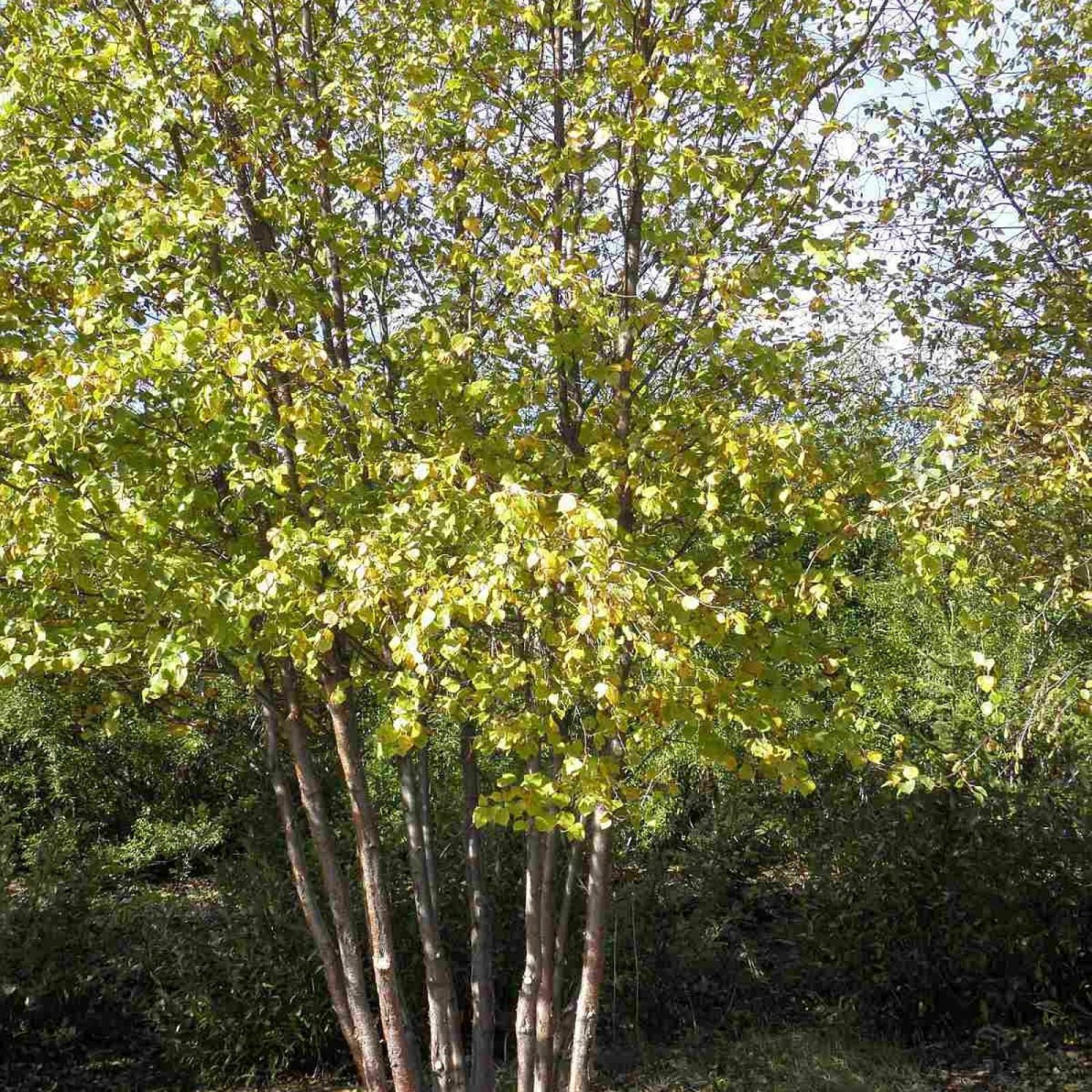 WATER BIRCH Betula Fontinalis 100 SEEDS