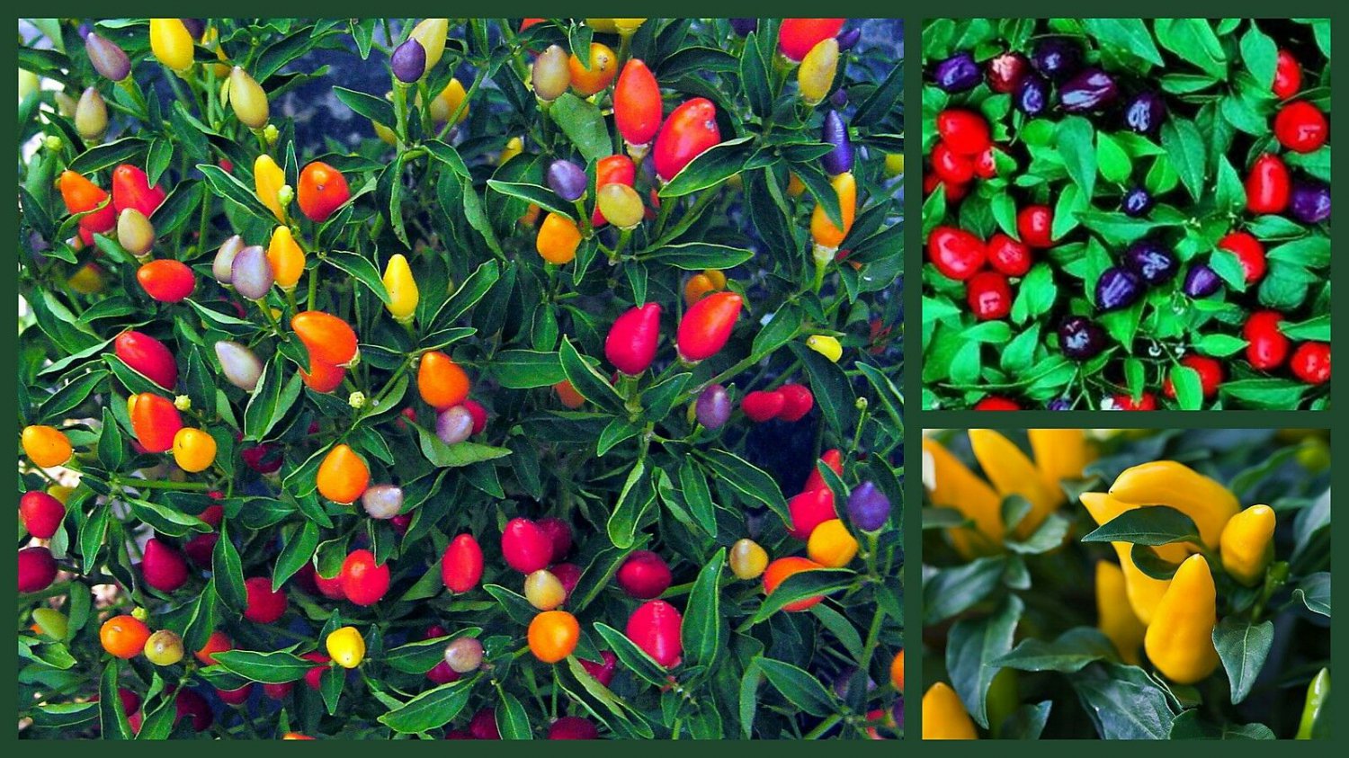 Ornamental Pepper Seed, Heirloom Hot Pepper, NonGmo Pepper Seeds, 3 Pk Special