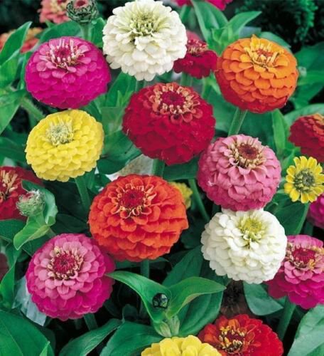 Mixed Zinnia Seeds, Lilliput, Short Zinnias, Heirloom, Bulk Zinnia ...