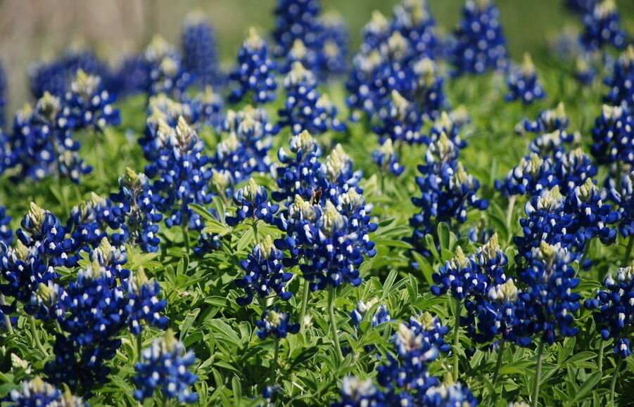 Texas Bluebonnet Seeds, Bulk Bluebonnet Seeds, Heirloom Wildflower ...