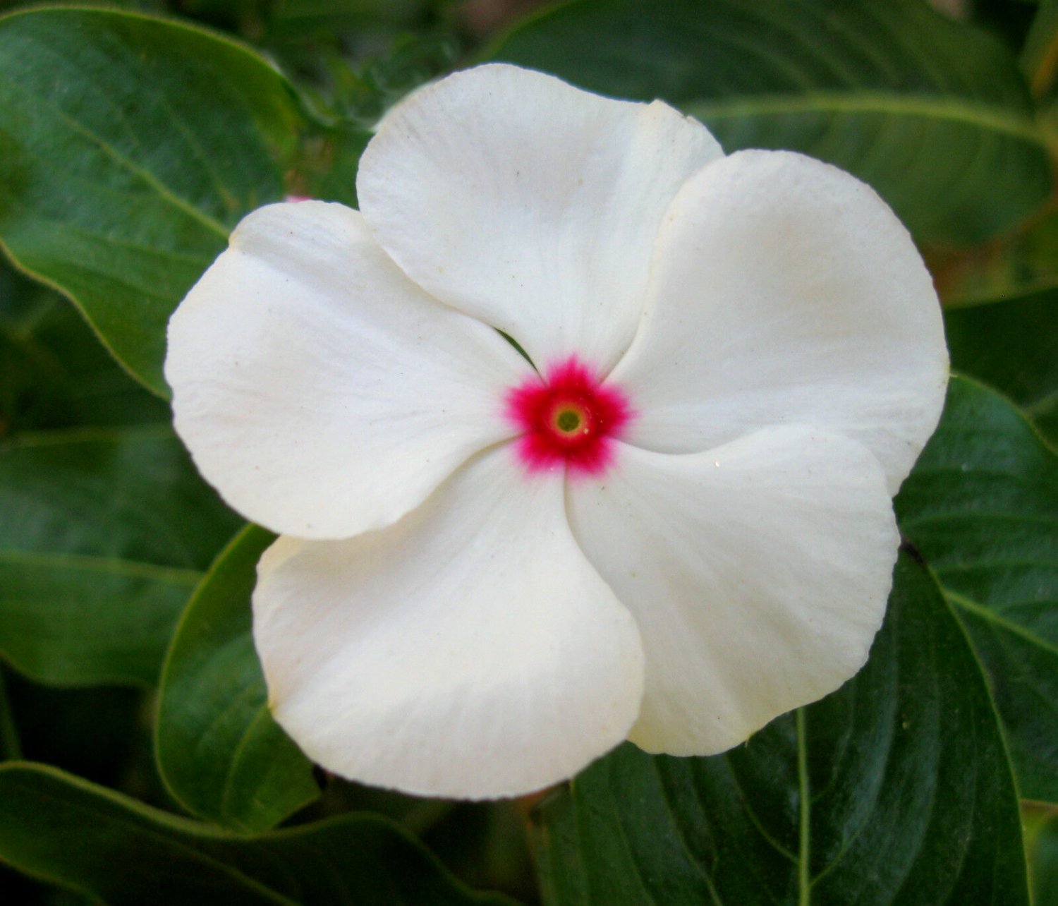 White Vinca Seed, Bright Eyes, White Periwinkle Seed, Heirloom Bulk