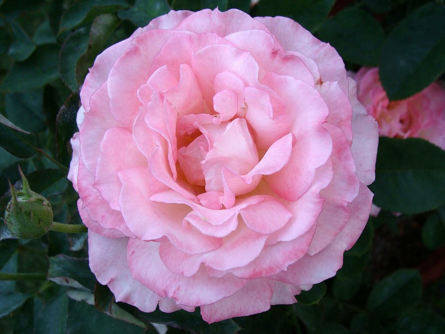 20 seeds COTTON CANDY ROSE Bush Seeds - Rare & Beautiful