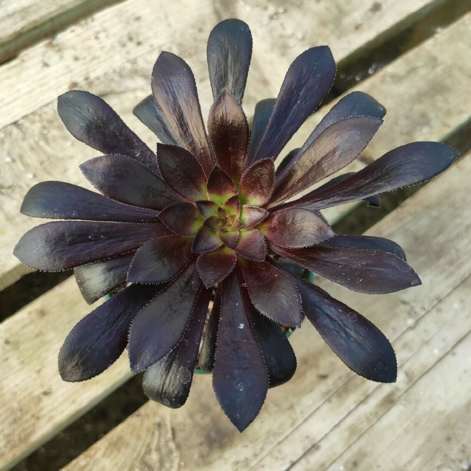 Aeonium Arboreum ,Black Rose, Rare Succulent Plant Shown in 4inch Pot