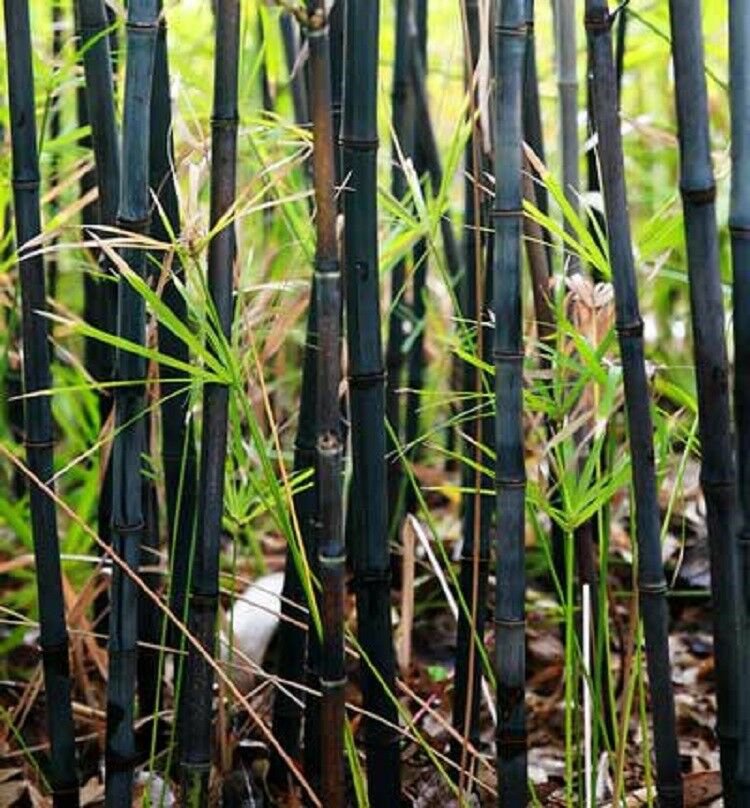 50 Black Bamboo Seeds