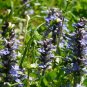 AJUGA BUGLEWEED Ajuga Reptans - 100 Bulk Seeds