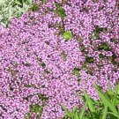 CREEPING THYME DWARF GROUND COVER Thymus Serpyllum - 5,500 Bulk Seeds