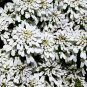CANDYTUFT WHITE EVERGREEN PERENNIAL Iberis Sempervirens - 100 Seeds
