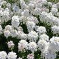 CANDYTUFT WHITE EVERGREEN PERENNIAL Iberis Sempervirens - 100 Seeds