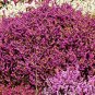 CALLUNA SCOTCH HEATHER Calluna Vulgaris - 200 Bulk Seeds