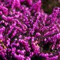 CALLUNA SCOTCH HEATHER Calluna Vulgaris - 200 Bulk Seeds