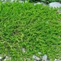 GREEN CARPET RUPTUREWORT Herniaria Glabra - 10,000 Bulk Seeds