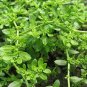 GREEN CARPET RUPTUREWORT Herniaria Glabra - 10,000 Bulk Seeds