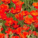 CALIFORNIA POPPY RED CHIEF Eschscholzia Californica - 15,000 Bulk Seeds