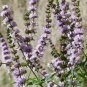 SPEARMINT Mentha Spicata - 10,000 Bulk Seeds