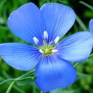 FLAX BLUE ANNUAL ORGANIC Linum Usitatissimum - 50,000 Bulk Seeds