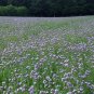 LACY PHACELIA Phacelia Tanacetifolia - 50,000 Bulk Seeds