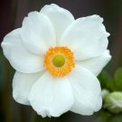 ANEMONE MADONNA Anemone Sylvestris - 20 Seeds ANEMONE MADONNA Anemone Sylvestris - 20 Seeds
