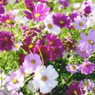 COSMOS SENSATION MIX Cosmos Bipinnatus - 50,000 Bulk Seeds