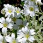 SNOW IN SUMMER Cerastium Tomentosum - 50,000 Bulk Seeds