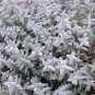 SNOW IN SUMMER Cerastium Tomentosum - 50,000 Bulk Seeds