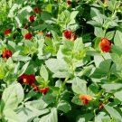 ASPARAGUS PEA Lotus Tetragonolobus - 100 Bulk Seeds ASPARAGUS PEA Lotus Tetragonolobus - 100 Bulk Seeds