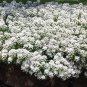 CANDYTUFT WHITE EVERGREEN PERENNIAL Iberis Sempervirens - 1,000 Bulk Seeds
