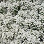 CANDYTUFT WHITE EVERGREEN PERENNIAL Iberis Sempervirens - 1,000 Bulk Seeds