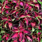 COLEUS CHOCOLATE COVERED CHERRY Solenostemon Scutellarioides - 40 Bulk Seeds COLEUS CHOCOLATE COVERED CHERRY Solenostemon Scutellarioides - 40 Bulk Seeds