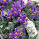 ALPINE TOADFLAX Linaria Alpina - 500 Bulk Seeds ALPINE TOADFLAX Linaria Alpina - 500 Bulk Seeds