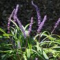 MONKEY GRASS Liriope Muscari - 25 Bulk Seeds