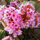 BERGENIA HEARTLEAF PIGSQUEAK Bergenia Cordifolia - 100 Bulk Seeds
